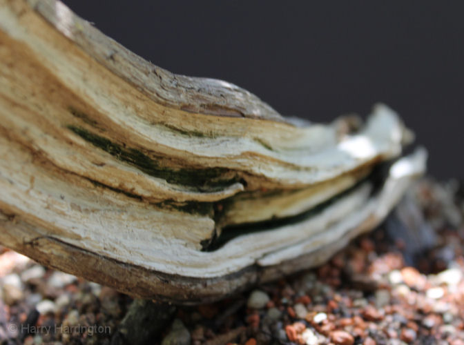 AT Juniper sabina carving and styling